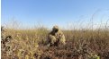 Маскировочный халат Taganrog Друид – купить по цене 3500 руб. в интернет-магазине в городе Воронеж картинка 17